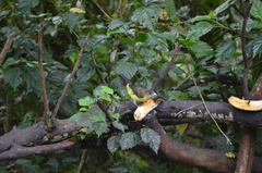 Ramphocelus flammigerus icteronotus