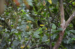 Ramphocelus flammigerus icteronotus