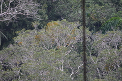 Pteroglossus pluricinctus