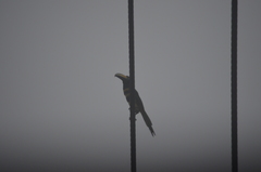 Pteroglossus pluricinctus