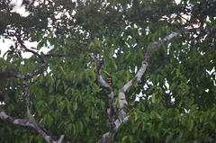 Pteroglossus pluricinctus