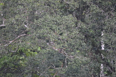 Pteroglossus pluricinctus