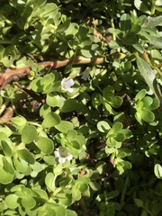 Bacopa