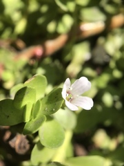 Bacopa