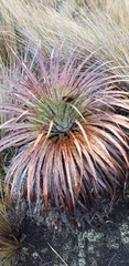 Puya clava-herculis