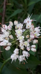 Allium suaveolens