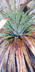 Puya clava-herculis