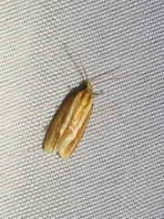 Sparganothis tristriata