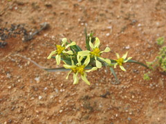 Moraea knersvlaktensis
