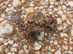 Drosanthemopsis diversifolia