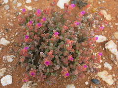 Drosanthemopsis diversifolia