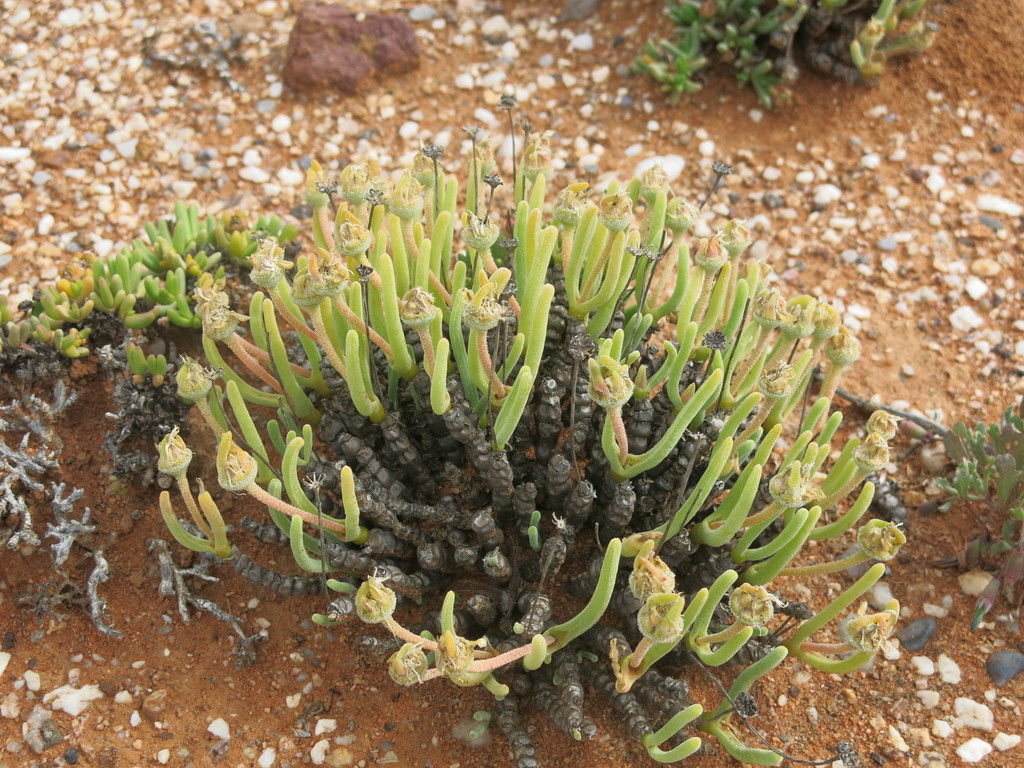 Monilaria salmonea L. Bolus