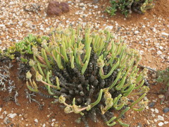 Monilaria chrysoleuca