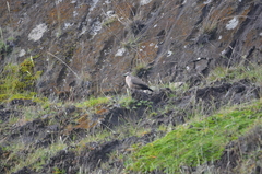 Metriopelia melanoptera