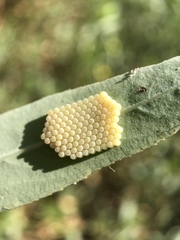 Pentatomidae