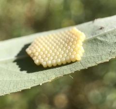 Pentatomidae