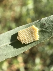 Pentatomidae
