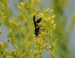 Zethus spinipes variegatus