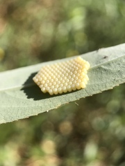 Pentatomidae