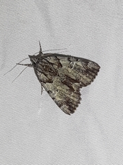 Catocala praeclara