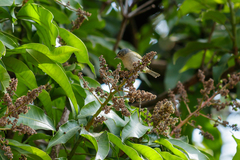 Conirostrum speciosum