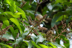 Conirostrum speciosum