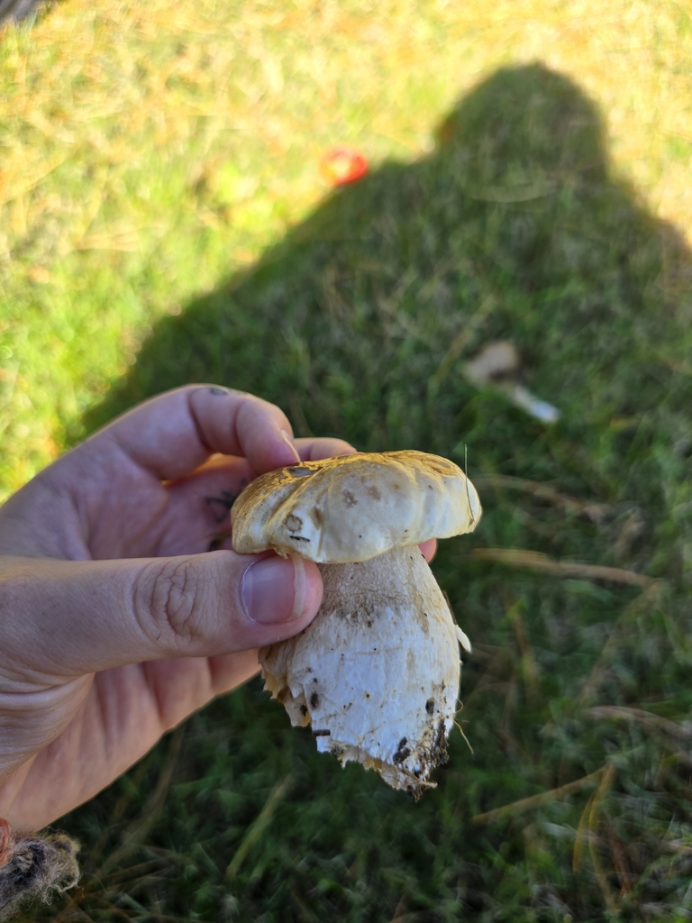 Boletus edulis · April 2025 · photo: © xmahliax (iNaturalist, cc-by-nc)