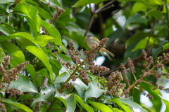 Conirostrum speciosum