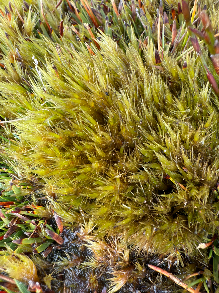 Dicranoloma robustum