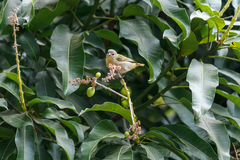 Conirostrum speciosum
