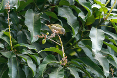 Conirostrum speciosum