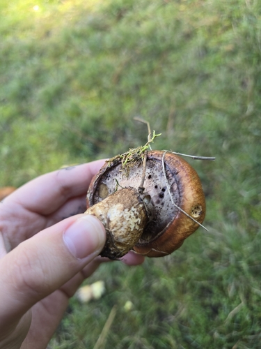Suillus luteus — no rights reserved