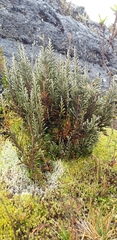 Andicolea ilinissae