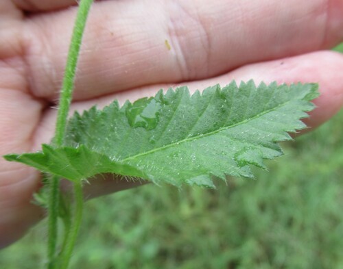 Image of Tragia urticifolia by (c) Linda Jo Conn, some rights reserved (CC BY)