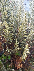 Andicolea ilinissae