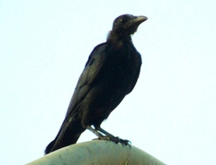 Corvus sinaloae
