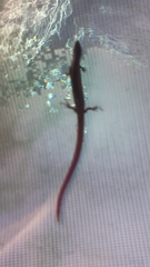 Plestiodon egregius onocrepis