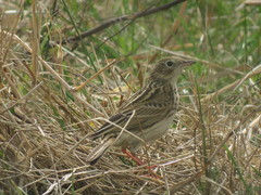 Anthus hellmayri