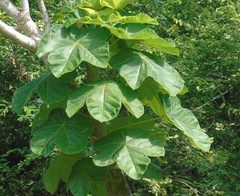 Jatropha peltata