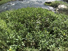 Ludwigia