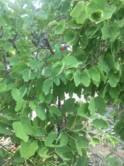 Bauhinia macranthera