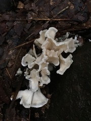 Sparassis spathulata