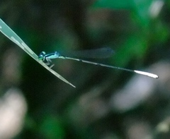 Leptobasis melinogaster