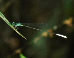 Leptobasis melinogaster