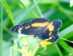 Chlosyne lacinia crocale