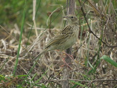 Anthus hellmayri