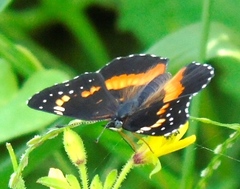 Chlosyne lacinia crocale