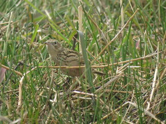 Anthus hellmayri
