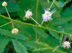 Mimosa sinaloensis
