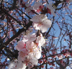 Prunus armeniaca